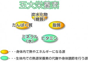 5大栄養素｜たんぱく質・脂質・炭水化物・ビタミン・ミネラル